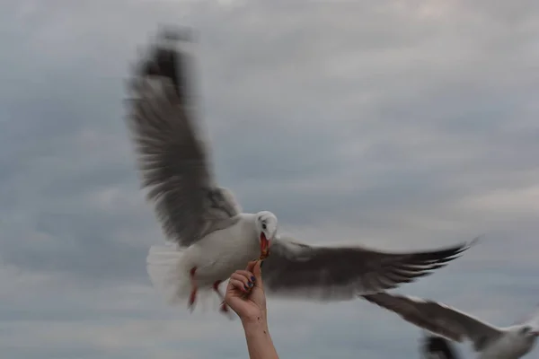 Gaviota extendiendo alas volando para comer crujiente de la alimentación de la mano — Foto de Stock