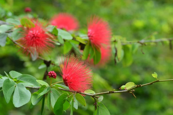 Pó vermelho rosa Puff ou Calliandra haematocephala Hassk — Fotografia de Stock