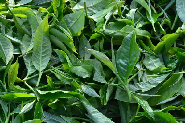 Tea plucking — Stock Photo, Image