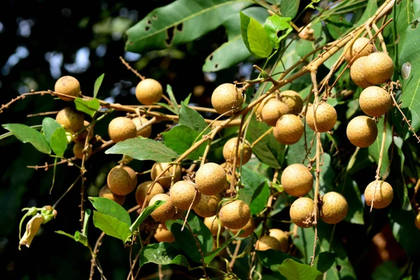 Dlouhan ovocný strom-Lychee blízký příbuzný — Stock fotografie