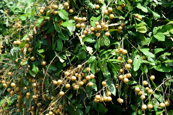 A árvore de frutas Longan - Lychee perto relativo — Fotografia de Stock