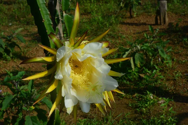 Flowe de frutas de dragão — Fotografia de Stock