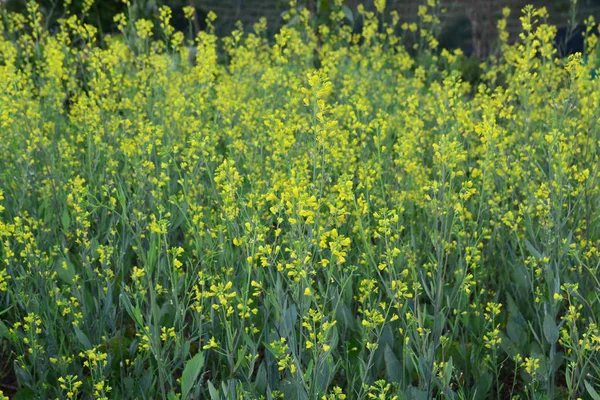 Soft Focus kantonesiska grönsaks blommor eller falsk Pak choi — Stockfoto