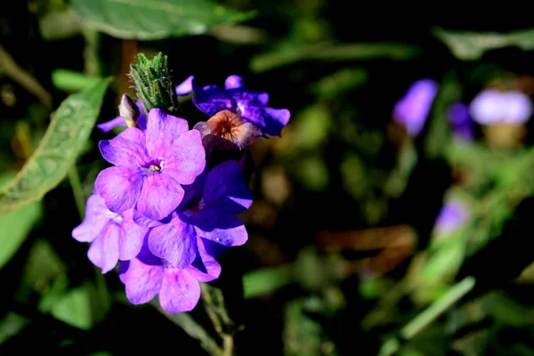 Blue Eranthemum o Eranthemum pulchellum, nome comune: salvia azzurra, Camas della morte — Foto Stock