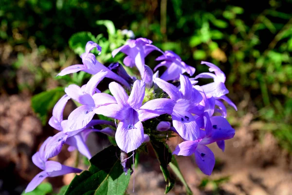 Violeta Ixora o Pseuderantemo andersonii Lindau — Foto de Stock