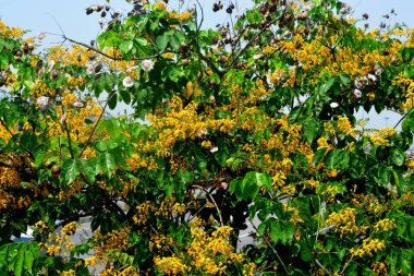 Pterocarpus macrocarpus, or the Burma padauk clipart