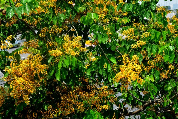 Pterocarpus macrocarpus, vagy a burmai Perecsenyi — Stock Fotó