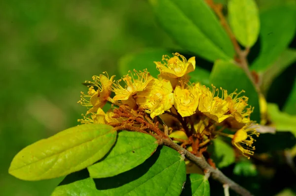 Yellow star flowers or Schoutenia glomerata King subsp.peregrina (Craib) Roekm. — Stock Photo, Image