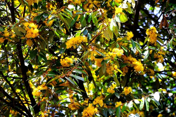 Цветки желтой звезды или Schoutenia glomerata King subsp.peregrina (Filib) Roekm . — стоковое фото