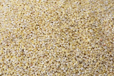 Arpa (Hordeum vulgare) dünya çapında ılıman iklimlerde yetiştirilen önemli bir tahıl tahıl.