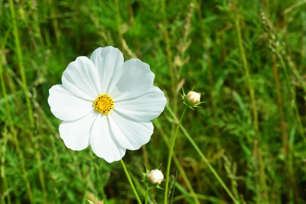 Belles fleurs cosmos fleurissant dans le jardin — Photo