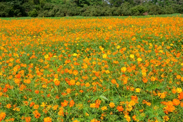 Vackra kosmos blommor blommar i trädgården — Stockfoto