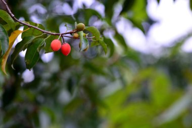 Asya bulletwood, Bullet wood, Bukal, Tanjong ağacı, Medlar, İspanyol kiraz