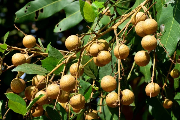 Der Longanfruchtbaum - Litschi nah verwandt — Stockfoto