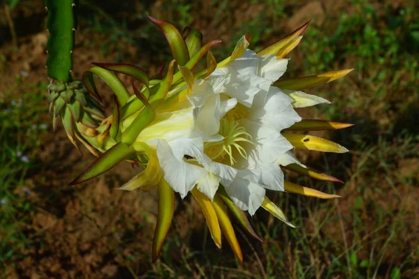 Flor de frutos de dragão — Fotografia de Stock