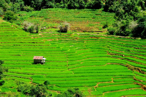 Рисовое поле с зеленой террасой в Мэй Лонг Хаус — стоковое фото