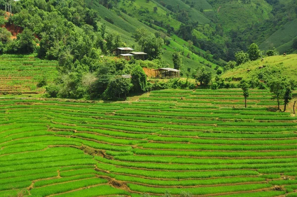 Rýžové pole na zeleném poli v Mae Long House — Stock fotografie