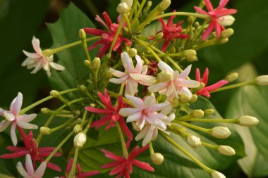 Sarhoş denizci, Rangoon Creeper, Çin hanımeli veya Combretum indicum, kırmızı çiçek kümeleri ve tropikal Asya 'ya özgü bir sarmaşıktır..