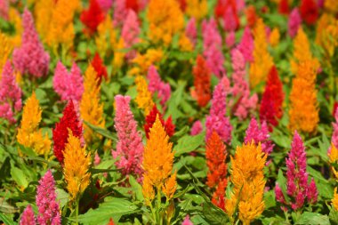 Renkli Çiçek açan horoz tarağı, Tilki kuyruğu arranth, Celosia Plumosa ya da Celosia argentea 'yı kapatın.