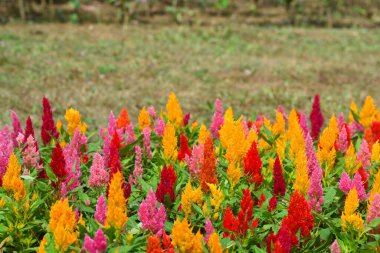 Renkli Çiçekli Horoz Tarak, Tilki Kuyruğu Aranth, Celosia Plumosa veya metin için metin alanı olan Celosia argentea