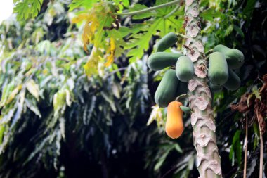 Meyveli papaya ağacının yumuşak odağı.