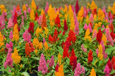 Renkli Çiçek açan horoz tarağı, Tilki kuyruğu arranth, Celosia Plumosa ya da Celosia argentea 'yı kapatın.
