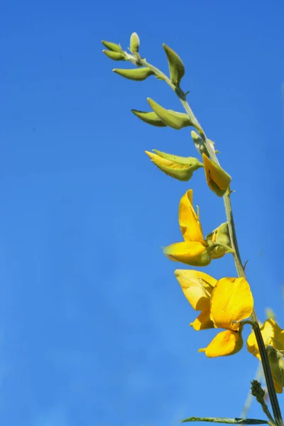 Close Kvetoucí Žlutá Sunn Konopí Květiny Nebo Crotalaria Juncea Tropická — Stock fotografie