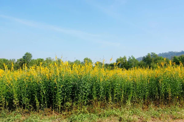 Farm Sunn Konopí Květiny Indické Konopí Květinové Pole Madras Konopí — Stock fotografie