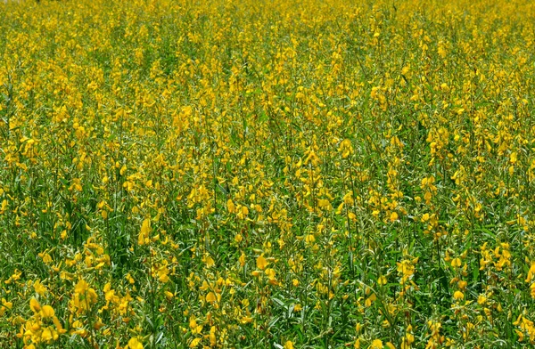 Farm Sunn Hampa Blommor Indisk Hampa Blomma Fält Madras Hampa — Stockfoto