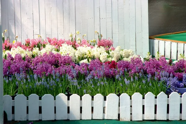 Temperate flowers by White picket fence surrounded