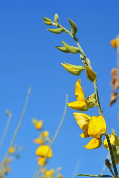 Close Kvetoucí Žlutá Sunn Konopí Květiny Nebo Crotalaria Juncea Tropická — Stock fotografie