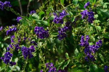 Duranta, Golden Dewdrop, Crepping Sky Flower, Pigeon Berry veya Duranta ereksiyon, yeşil yapraklı mor çiçek