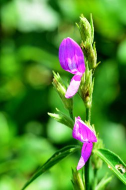  Açan Mor Peristrophe Lanceolaria çiçekleri