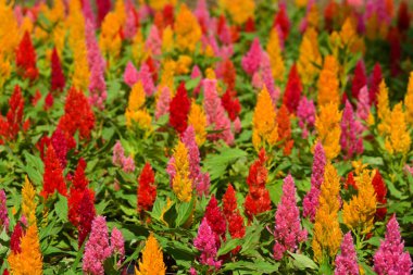 Renkli Çiçek açan horoz tarağı, Tilki kuyruğu arranth, Celosia Plumosa ya da Celosia argentea 'yı kapatın.