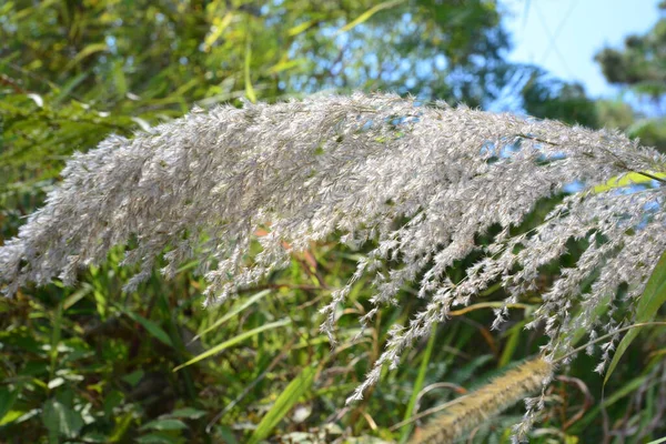 Saccharum Spontaneum Vagy Kash Phool — Stock Fotó