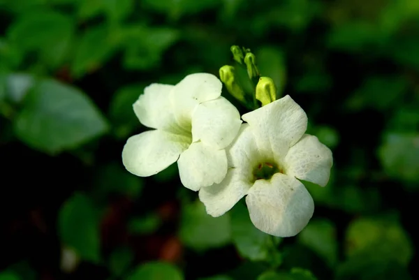 Asystasia Gangetica Ist Eine Pflanzenart Aus Der Familie Der Acanthaceae — Stockfoto