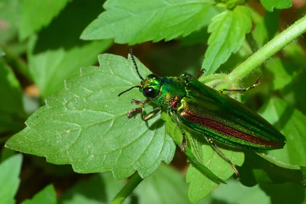 Ékszerbogár Fémfafaragó Bogár Vagy Buprestid — Stock Fotó