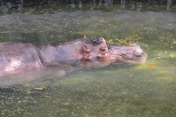 Hippopotamus Hippopotamus Amfibie Water — Stockfoto