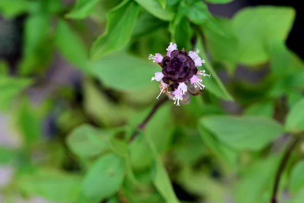 Sweet Basil, Thai Basil, Ocimum basilicum Linn (flower), note  select focus with shallow depth of field