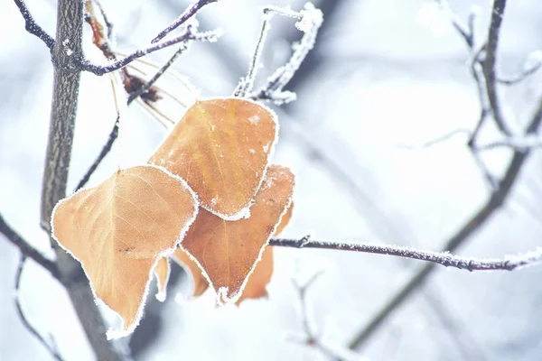 Tote Blätter bedeckt durch Schnee. — Stockfoto