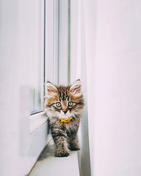 Kitty entra en el balcón. —  Fotos de Stock