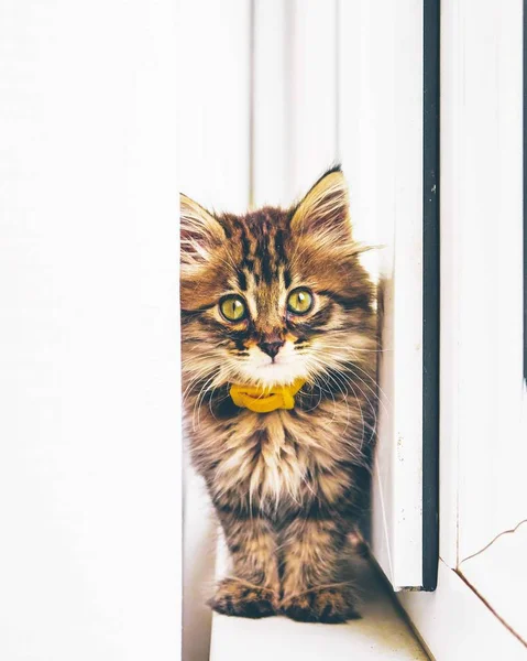 Kitty går på balkongen. — Stockfoto