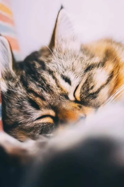 Gatito está durmiendo — Foto de Stock