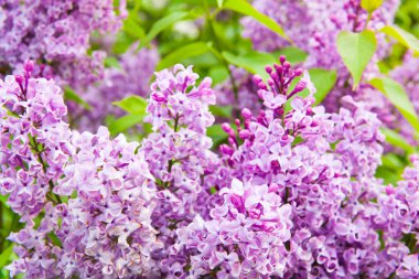 Arka plan olarak yeşil yaprakları ile güneşli bahar günü Garden'da parlak Lila çiçek dolu inanılmaz doğal görünümü.