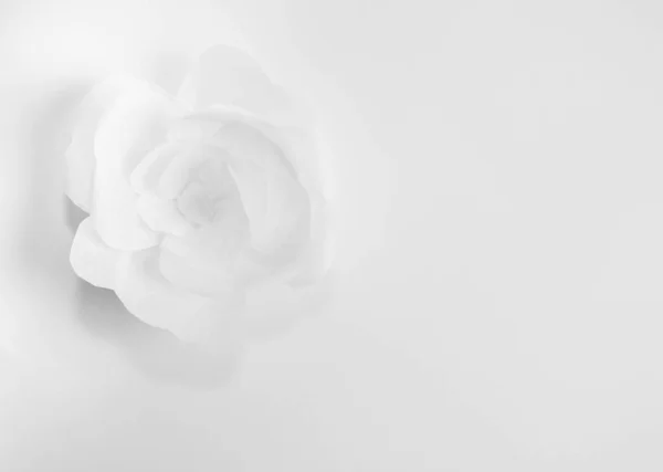 Biały Kwiat Tle Miejsca Kopii — Zdjęcie stockowe