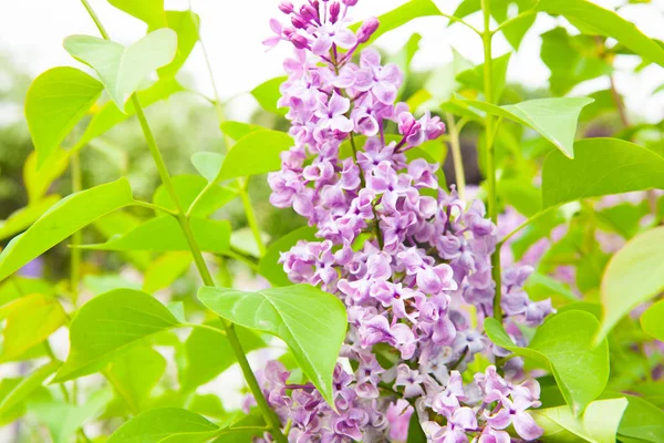 Incredibile Vista Naturale Fiori Lilla Luminosi Giardino Nella Soleggiata Giornata — Foto Stock