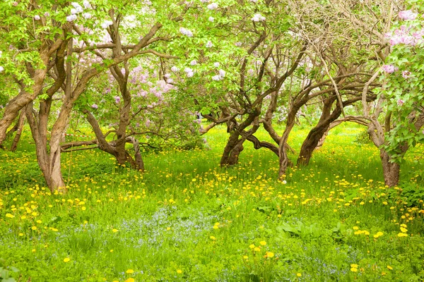 Incroyable Vue Naturelle Sur Les Fleurs Lilas Lumineuses Dans Jardin — Photo