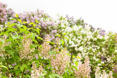 Arka plan olarak yeşil yaprakları ile güneşli bahar günü Garden'da parlak Lila çiçek dolu inanılmaz doğal görünümü.