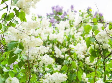 Arka plan olarak yeşil yaprakları ile güneşli bahar günü Garden'da parlak Lila çiçek dolu inanılmaz doğal görünümü.