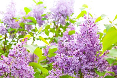 Arka plan olarak yeşil yaprakları ile güneşli bahar günü Garden'da parlak Lila çiçek dolu inanılmaz doğal görünümü.